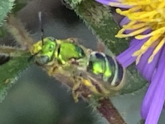 Agapostemon sericeus