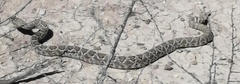 Crotalus scutulatus