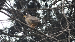 Turdus falcklandii