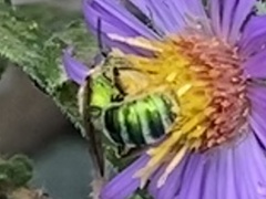 Agapostemon sericeus