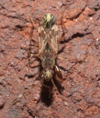 Neopamera albocincta