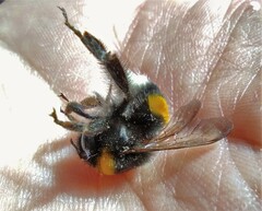 Bombus