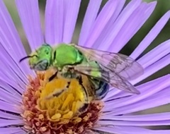 Agapostemon sericeus