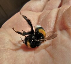Bombus