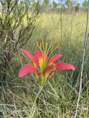 Lilium catesbaei