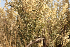 Corythaixoides concolor bechuanae