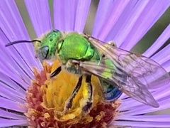 Agapostemon sericeus
