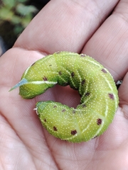 Smerinthus ocellata