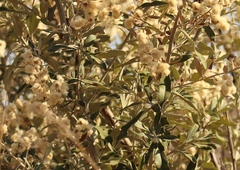 Corythaixoides concolor bechuanae