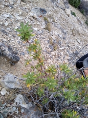 Chamaebatiaria millefolium