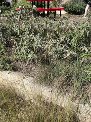 Chloridoideae