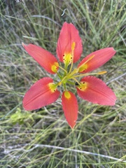 Lilium catesbaei