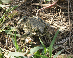 Bufotes viridis sitibundus