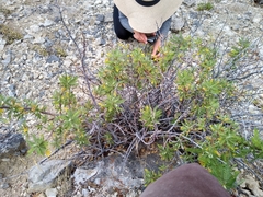 Chamaebatiaria millefolium