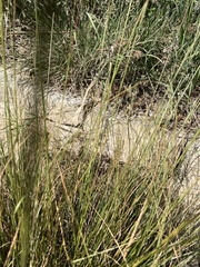 Chloridoideae