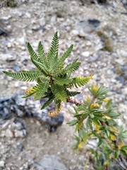 Chamaebatiaria millefolium