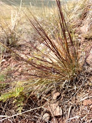 Cleistogenes squarrosa