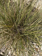 Chloridoideae
