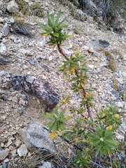 Chamaebatiaria millefolium