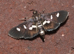Desmia