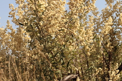 Corythaixoides concolor bechuanae