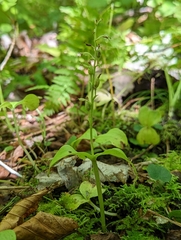 Neottia convallarioides