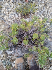 Chamaebatiaria millefolium