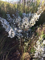 Erica subdivaricata