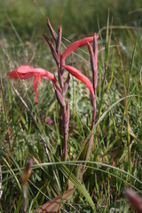 Watsonia spectabilis