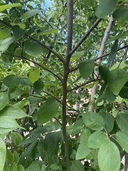 Sambucus