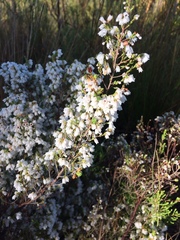 Erica subdivaricata