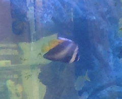 Heniochus singularius
