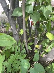 Sambucus