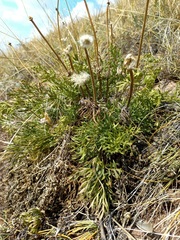 Pulsatilla turczaninovii