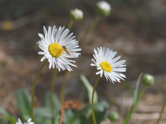 Bellis sylvestris