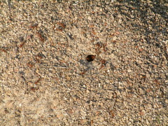 Pogonomyrmex barbatus