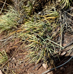 Ephedra monosperma