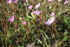 Lampranthus filicaulis
