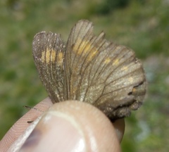 Erebia pharte