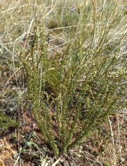 Veronica pinnata