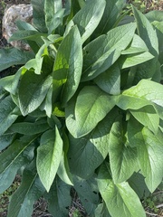 Magnoliopsida