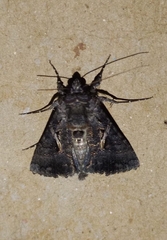 Ctenoplusia