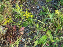 Pastinaca sativa sylvestris