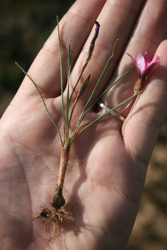 Image of Romulea cruciata by (c) Jacques van der Merwe, some rights reserved (CC BY-SA)