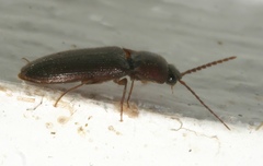 Dipropus soleatus