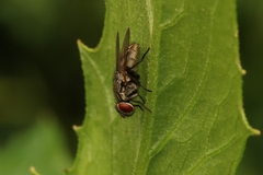 Muscoidea