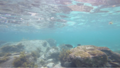 Cheilinus trilobatus