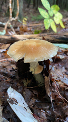 Cortinarius caperatus