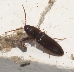 Dipropus soleatus