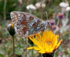 Boloria napaea